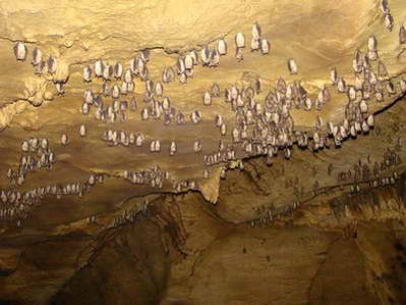 Учен от екипа, изпратен в Ухан: Вируси, подобни на Ковид-19 са открити в пещери с прилепи