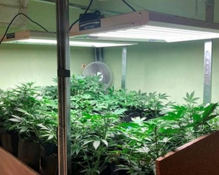 Разбиха наркооранжерия в Ямбол