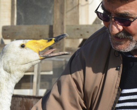 Мъж празнува 37-годишно приятелство с лебед