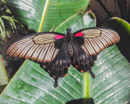 Пеперуден уикенд в Регионален природонаучен музей