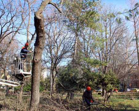 Премахват опасни клони в Дондуковата градина в Пловдив