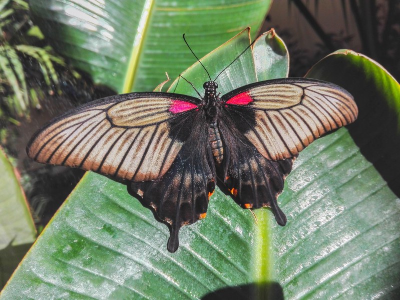 Пеперуден уикенд в Регионален природонаучен музей