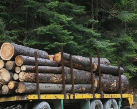 Бракониери нападнаха горски служители, разкъсаха ухото на единия