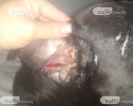 Инцидент в Кючука! Овчарка нападна пловдивчанин, разкъса ухото на кучето му