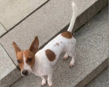 Джули се изгуби в Мараша, някой виждал ли я е?