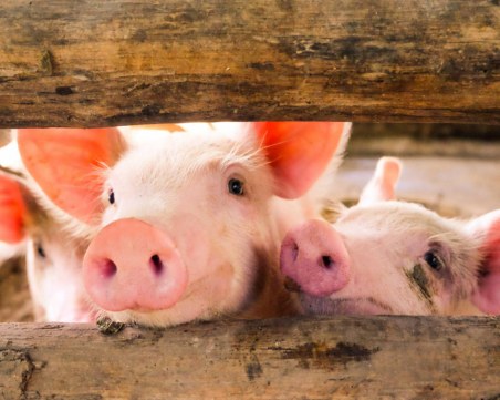 Невероятно: Прасенцата могат да играят видеоигри с муцунките си