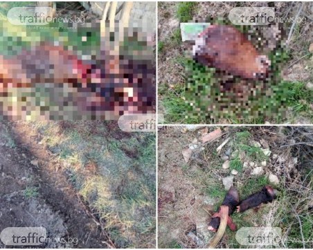 Брутално: Заклаха и разчлениха кон в пловдивско село