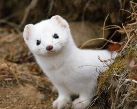 Хора и норки си предават коронавирус в Полша