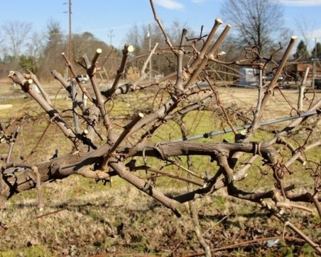 Министър Танева ще участва в зарязването на лозите в село Огняново