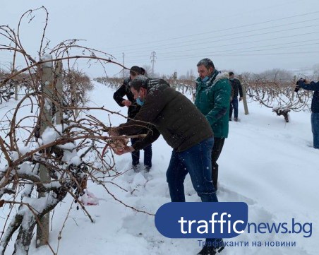 Въпреки лошото време, традицията е спазена! Зарязаха лозите в Брестовица