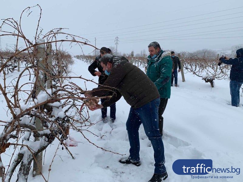 Въпреки лошото време, традицията е спазена! Зарязаха лозите в Брестовица