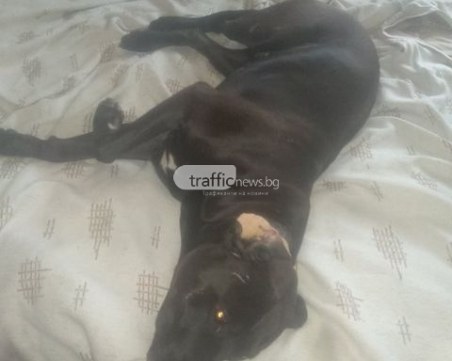 Собственикът на овчарката, уж нападнала пловдивчанин в Кючука: Ние сме потърпевшите, всичко е лъжа