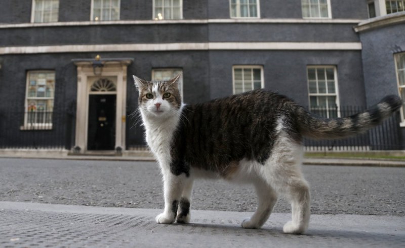 Котката на Обединеното кралство празнува 10 години кралски живот