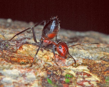 Откриха нов вид мравки-камикадзета
