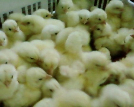 Изхвърлиха в река живи новоизлюпени пилета