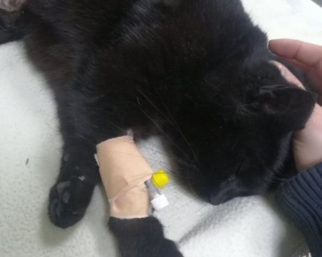 Намериха коте стреляно с въздушна пушка, пловдивчани събират пари за операция
