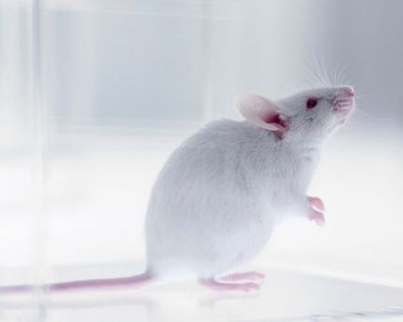 Тестват българска ваксина срещу COVID-19 върху мишки