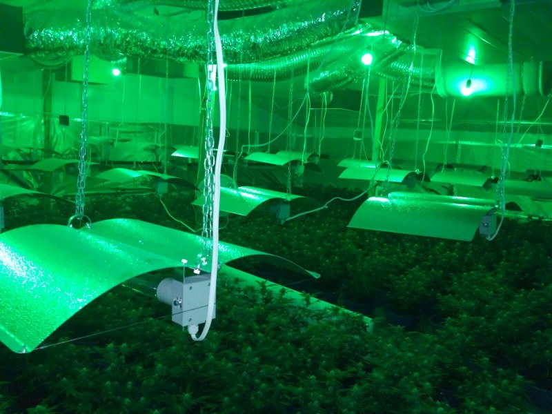 Разбиха огромна оранжерия за марихуана в Пазарджишко