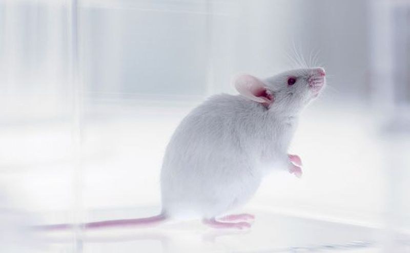Тестват българска ваксина срещу COVID-19 върху мишки