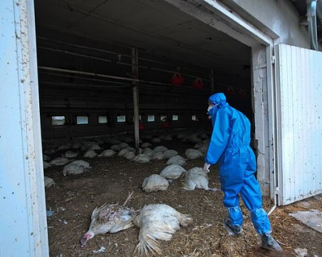 Русия регистрира нов щам на птичия грип, който се прехвърля на хора