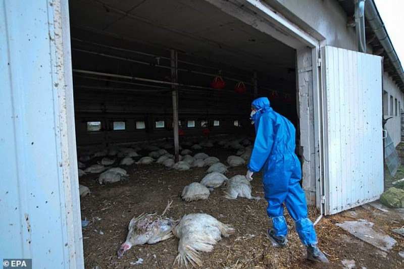 Русия регистрира нов щам на птичия грип, който се прехвърля на хора