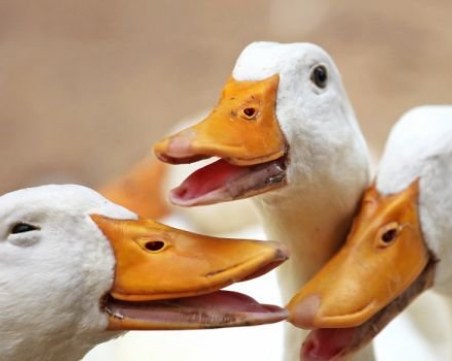 Човек се зарази с мутирал щам на птичи грип