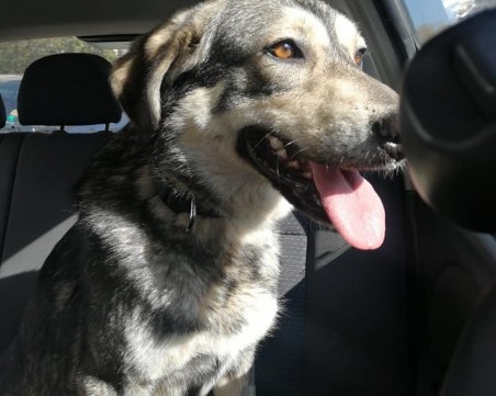 Кучето Вики се изгуби. Виждали ли сте я?