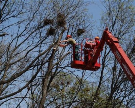 Режат опасни клони в Кършияка! Вижте къде да не паркирате
