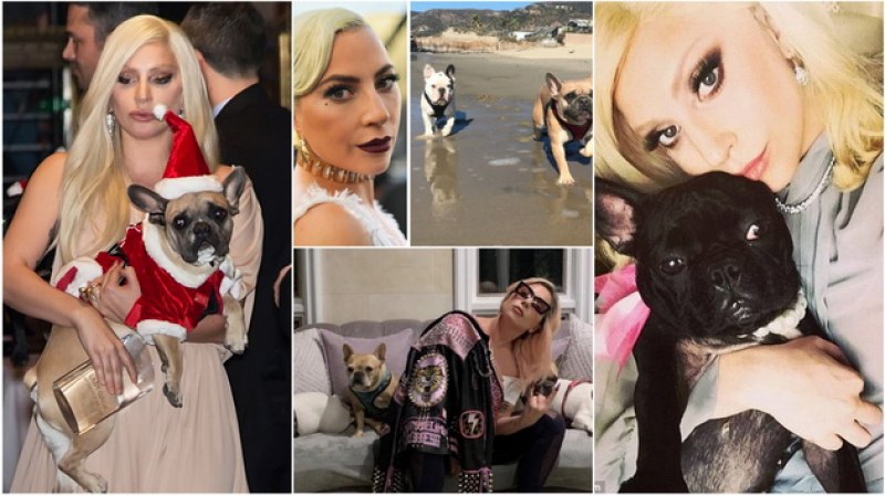 Всички подробности за злощастната драма с отвелечените кучета на Лейди Гага