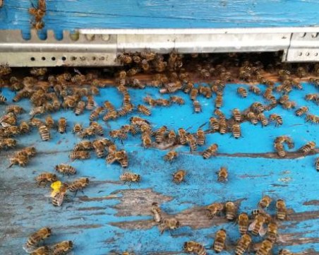 Агенцията по храните започват масови проверки за състоянието на пчелните семейства