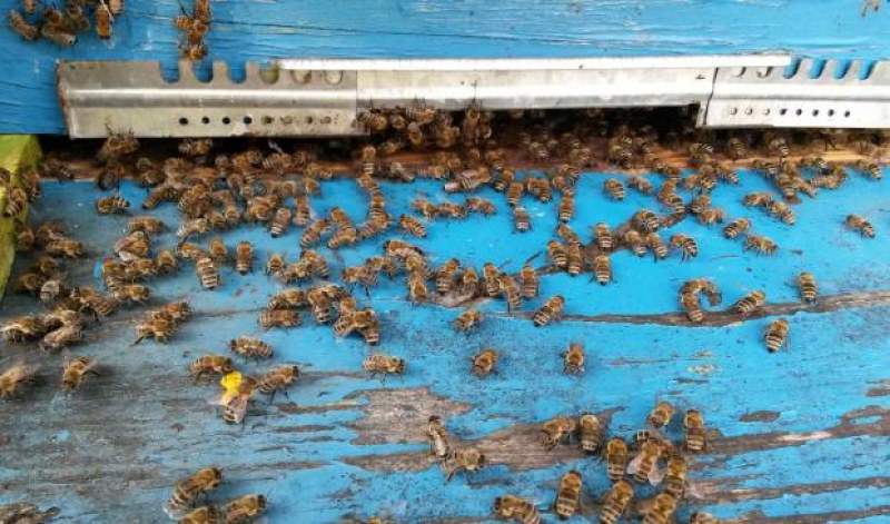 Агенцията по храните започват масови проверки за състоянието на пчелните семейства