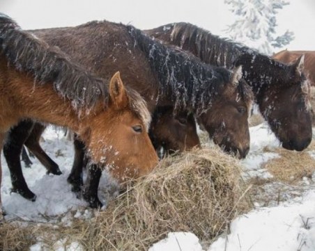 Глобиха собственика на изоставените в Осоговската планина коне
