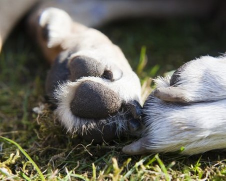 Жестокост! Убиха куче край Карлово, издирват извършителя