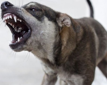 Бездомно куче ухапа 12-годишно момиче в учлищен двор