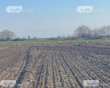 Първите щъркели в Пловдивско долетяха