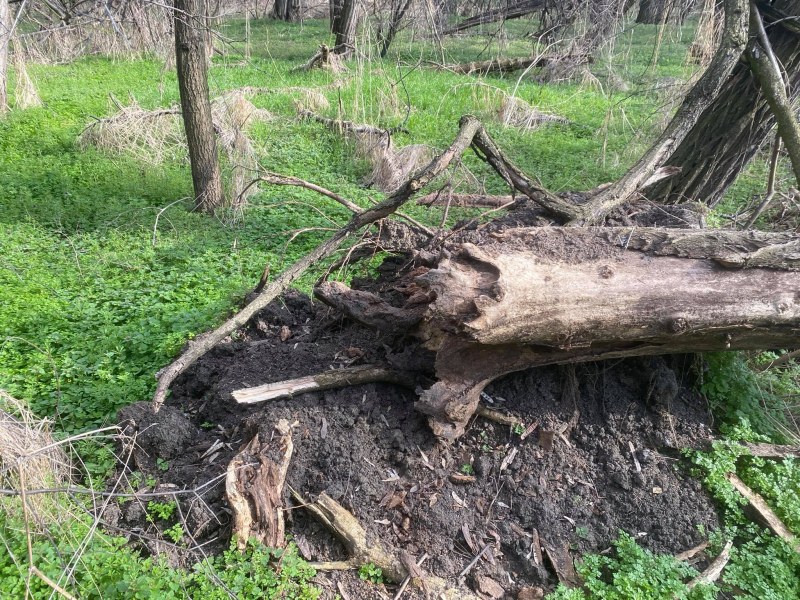 Лаута като Мраколес! Десетки паднали дървета и клони в един от най- красивите пловдивски паркове
