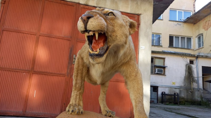 В Разград откриха препариран лъв без документи
