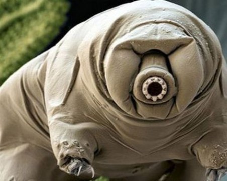 Кръстиха бавноходка на Грета Тунберг