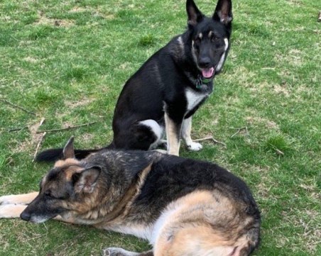 Изведоха от Белия дом кучетата на Джо Байдън