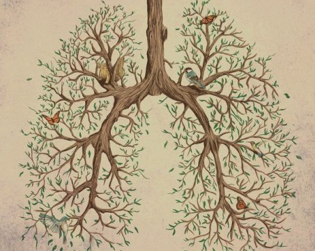 Любопитни факти за белите дробове и дихателната система