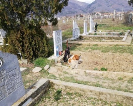 Българският Хачико е бездомно куче, хранено от починалия Кольо