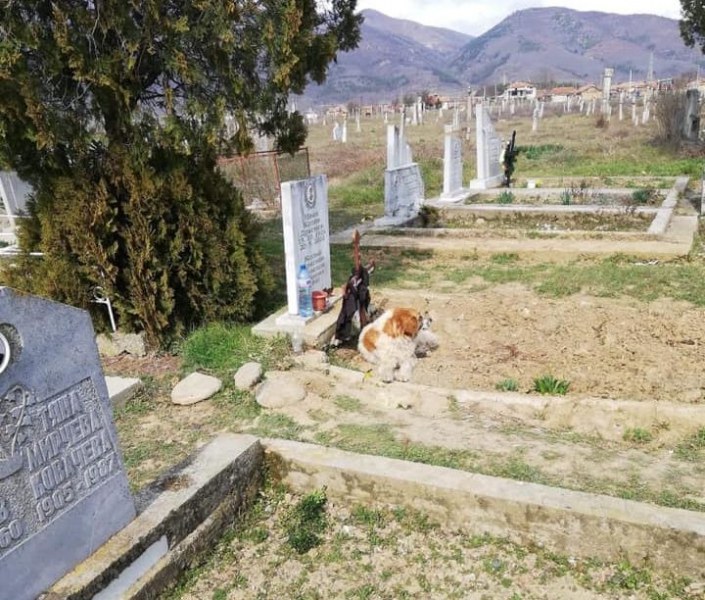 Българският Хачико е бездомно куче, хранено от починалия Кольо