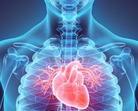 10 любопитни факта за сърцето