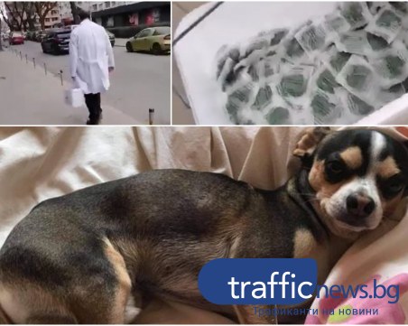 Куче в критично състояние заради отрова за гризачи, пръсната в Кършияка