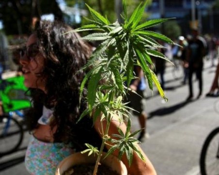 Мексико легализира марихуаната за лична употреба