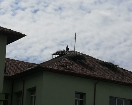 Първите щъркели се върнаха в Белозем