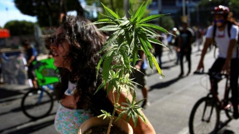 Мексико легализира марихуаната за лична употреба