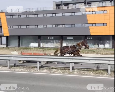 Безпризорен кон препуска в насрещното платно на Асеновградско шосе