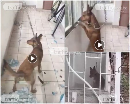 Полиция издири собственика на жестоко завързаното кученце, разпитват го в полицията