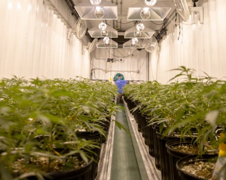 Разбиха оранжерия за марихуана в Казанлъшко